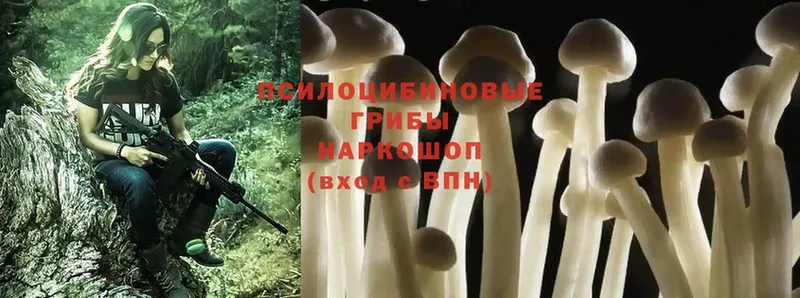 Галлюциногенные грибы Psilocybe  Грязовец 